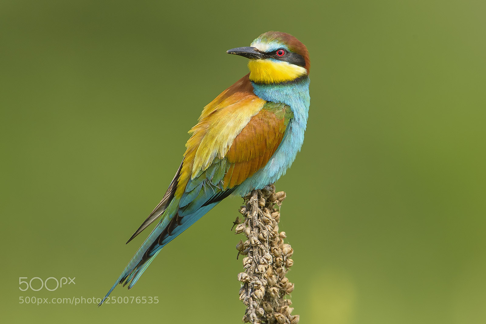 Nikon D4S sample photo. Merops apiaster - gruccione photography