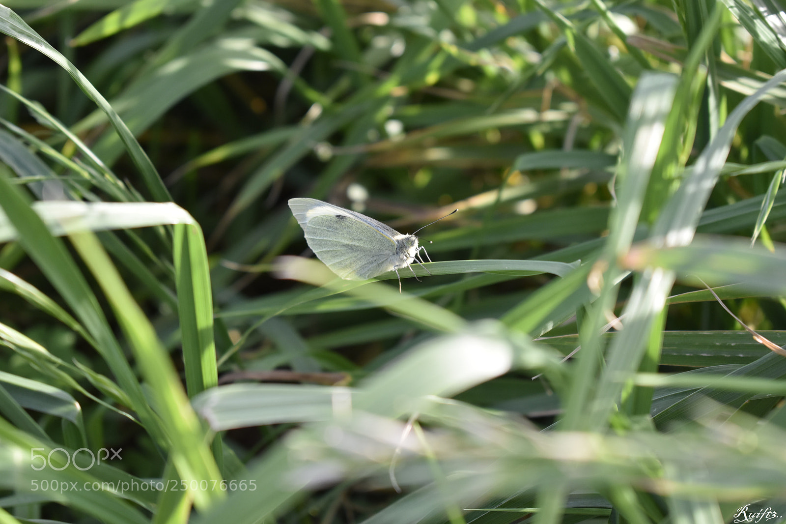 Nikon D5600 sample photo. Spring photography