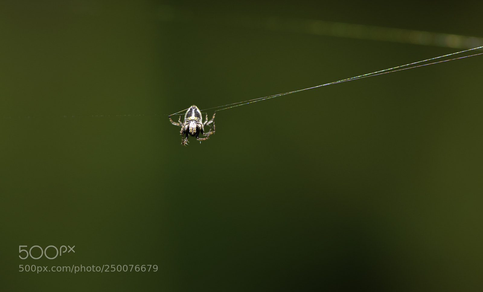 Nikon D610 sample photo. Life on a wire photography