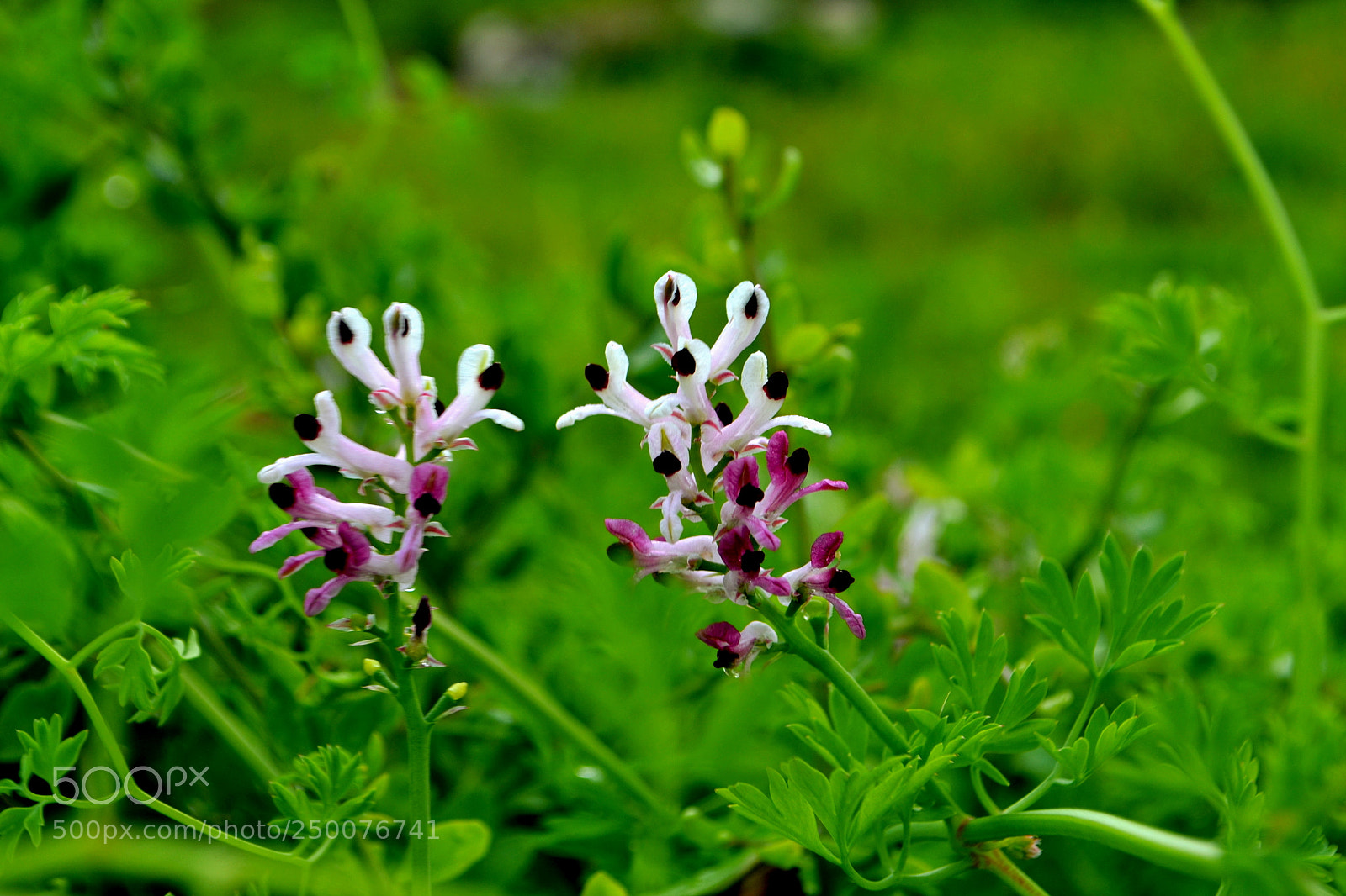 Nikon D3100 sample photo. Spring flower photography