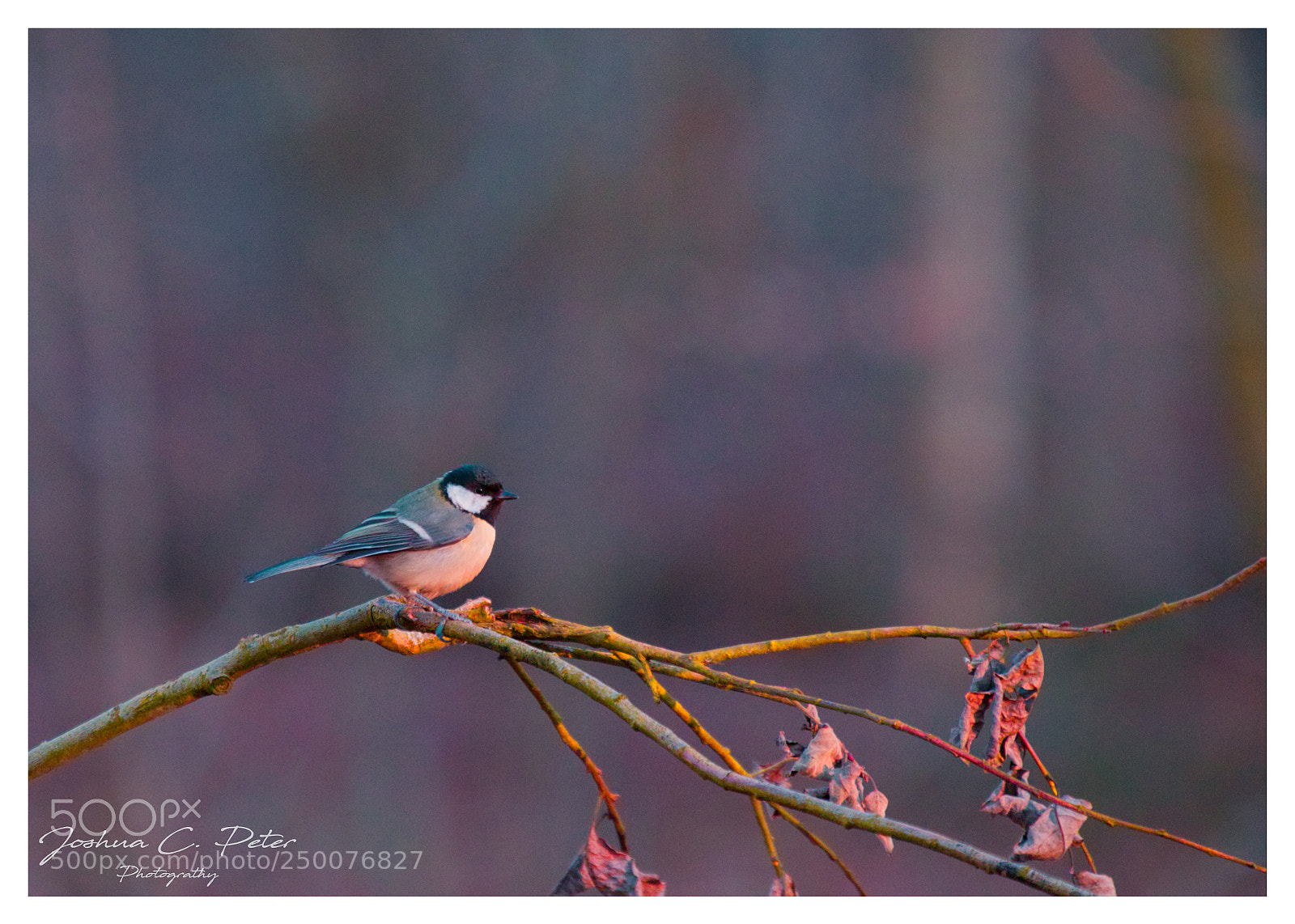 Canon EOS 6D Mark II sample photo. Small bluetit in golden photography