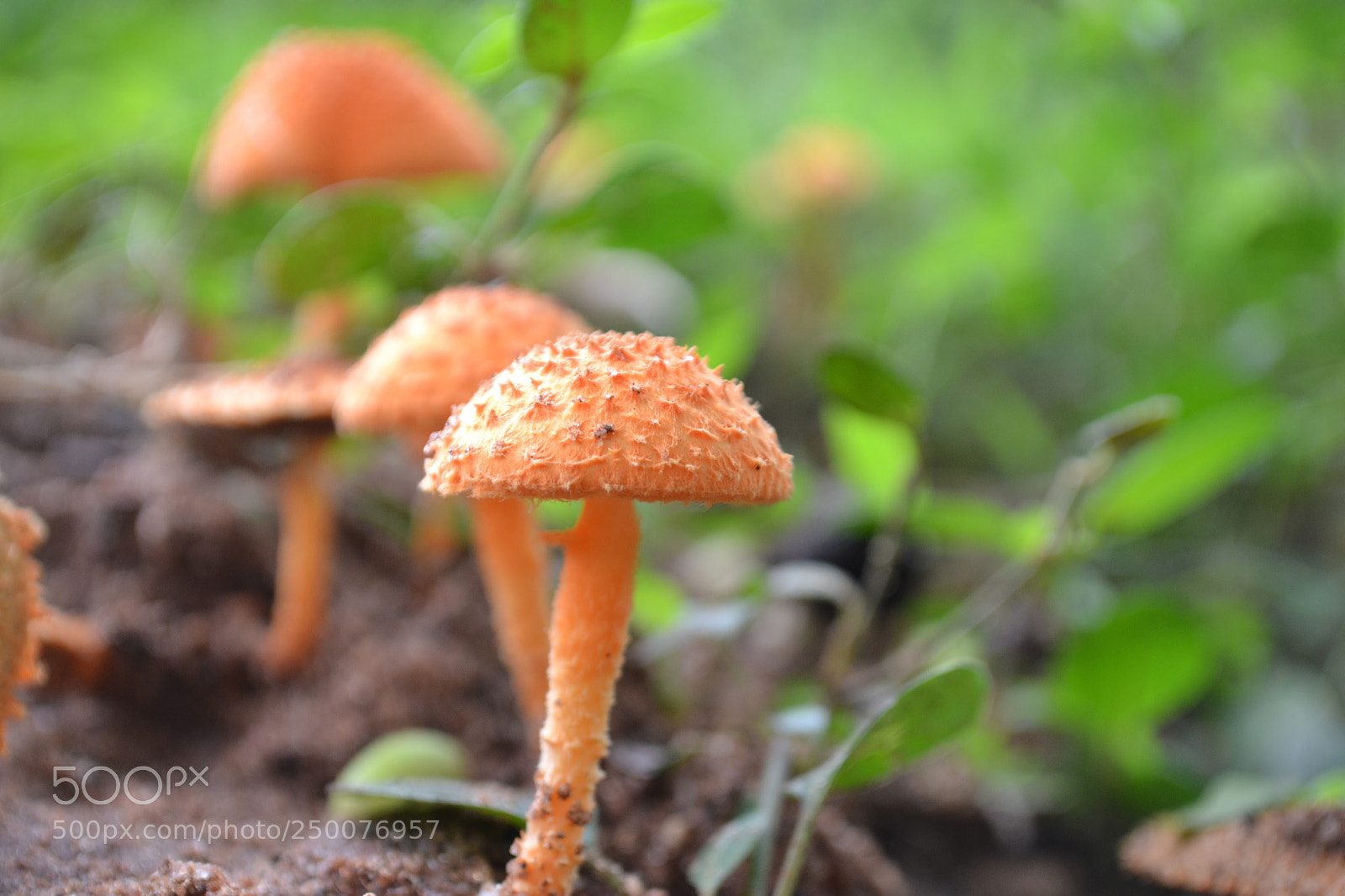 Nikon D3100 sample photo. Tiny little umbrellas photography