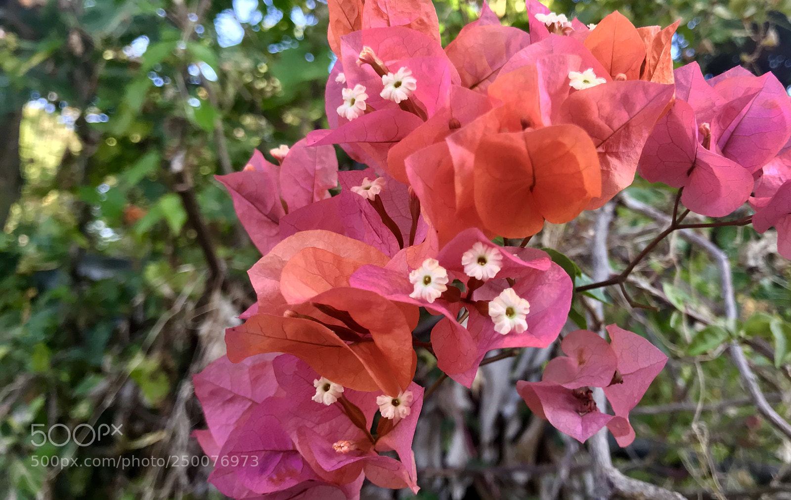 Apple iPhone 7 sample photo. Trinitaria photography