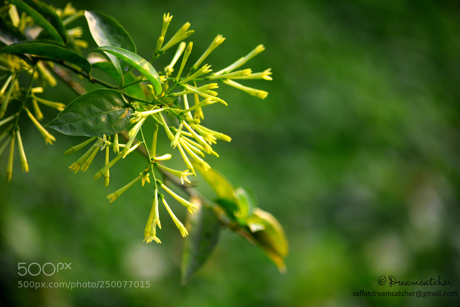 Nikon D5200 sample photo. Forget us not photography