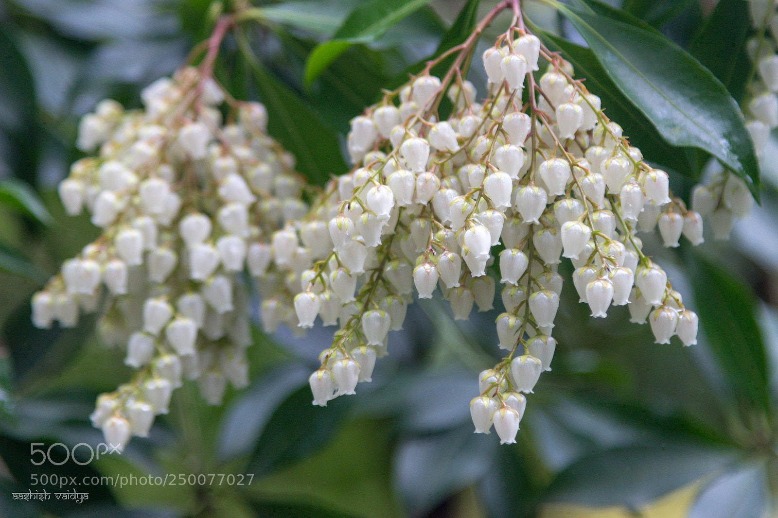 Canon EOS 600D (Rebel EOS T3i / EOS Kiss X5) sample photo. Andromedas photography