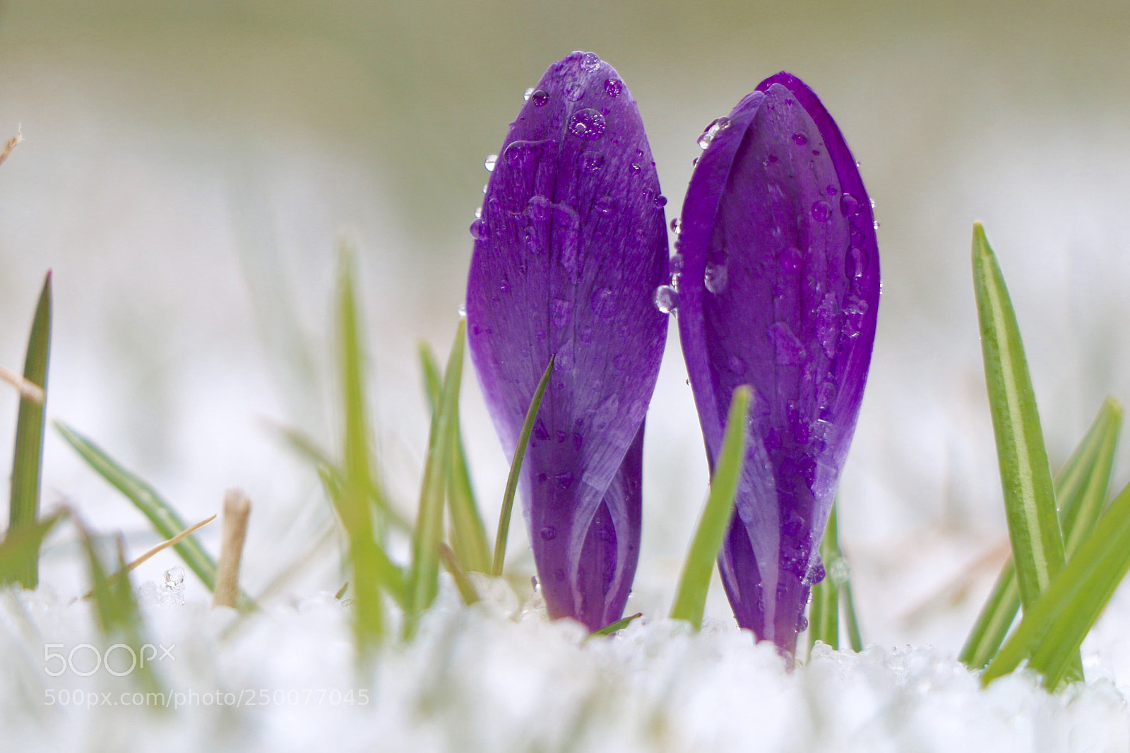 Canon EOS 70D sample photo. First day of spring photography