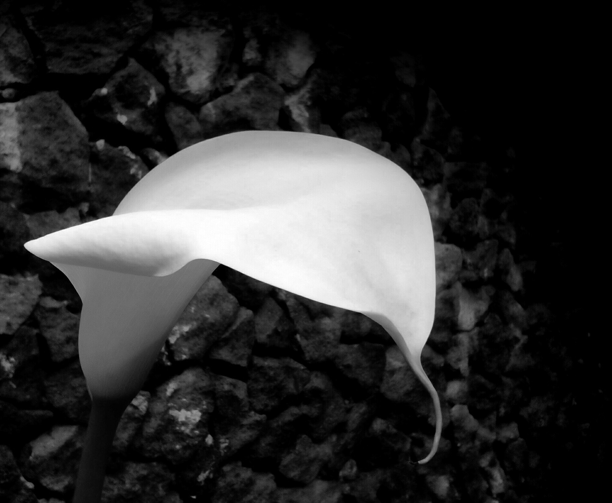 LG BELLO II sample photo. Primavera in b&w #6 photography