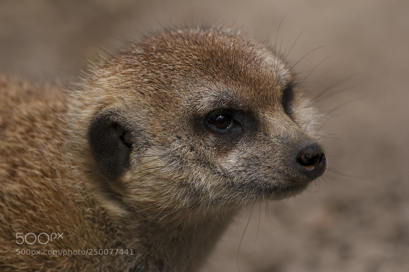 Canon EOS 70D sample photo. Meerkat photography