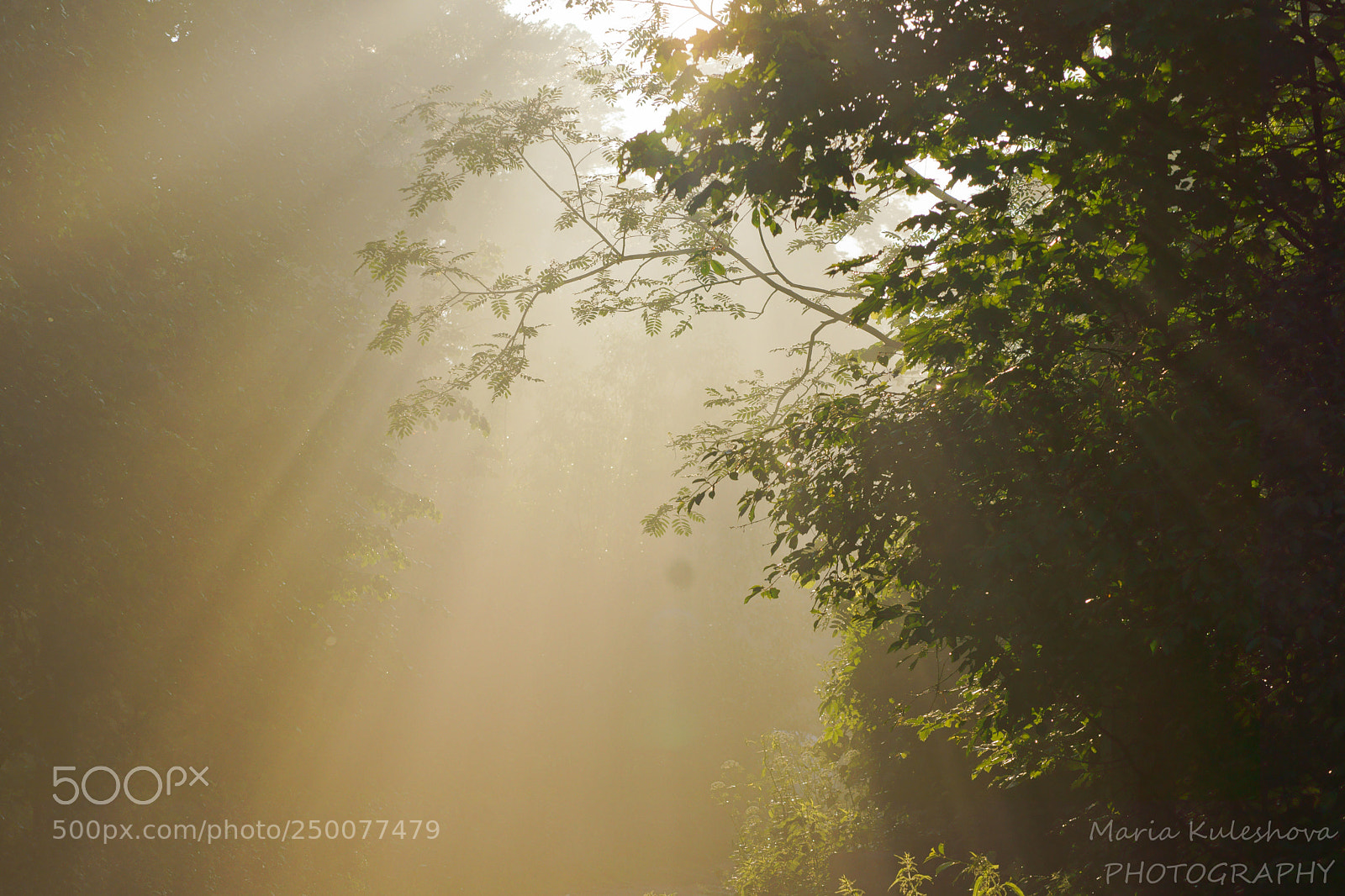 Sony SLT-A77 sample photo. After rain photography