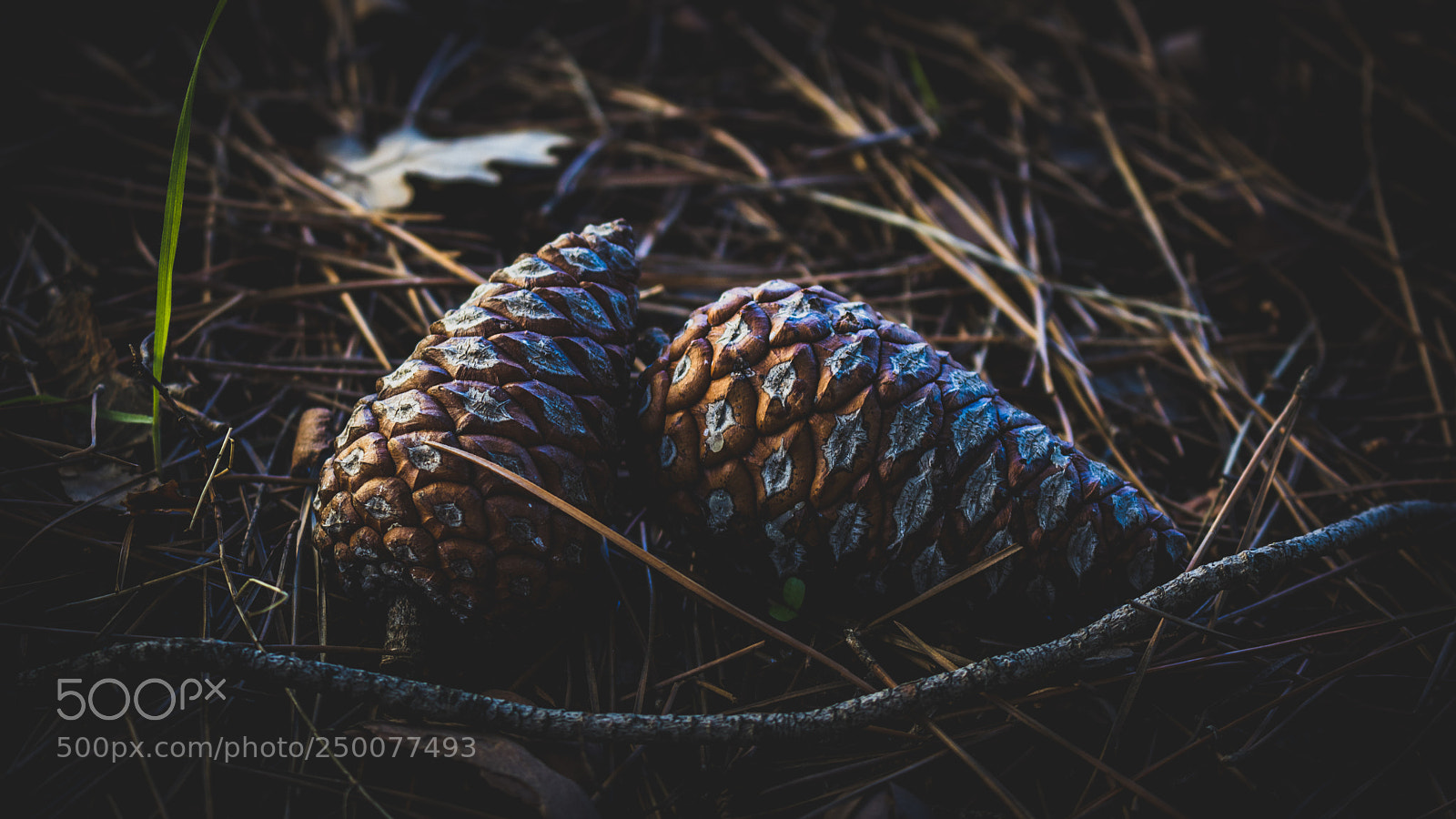 Canon EOS 750D (EOS Rebel T6i / EOS Kiss X8i) sample photo. "twin pine cones" photography