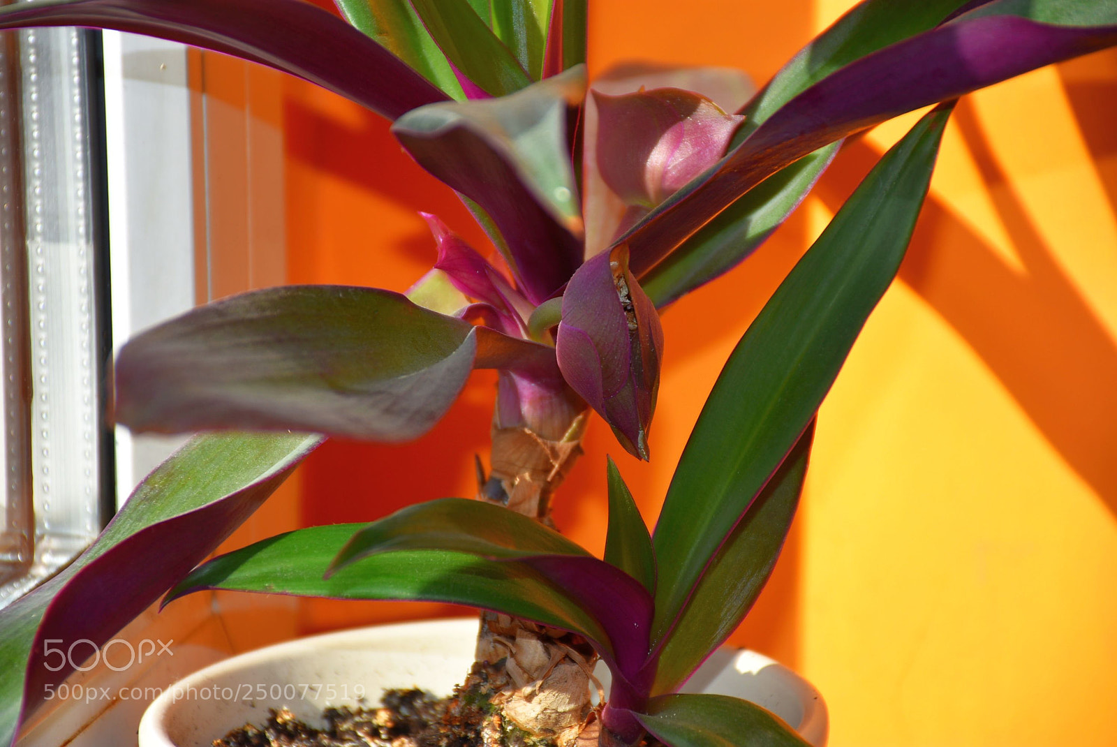 Nikon D7200 sample photo. Dsc photography