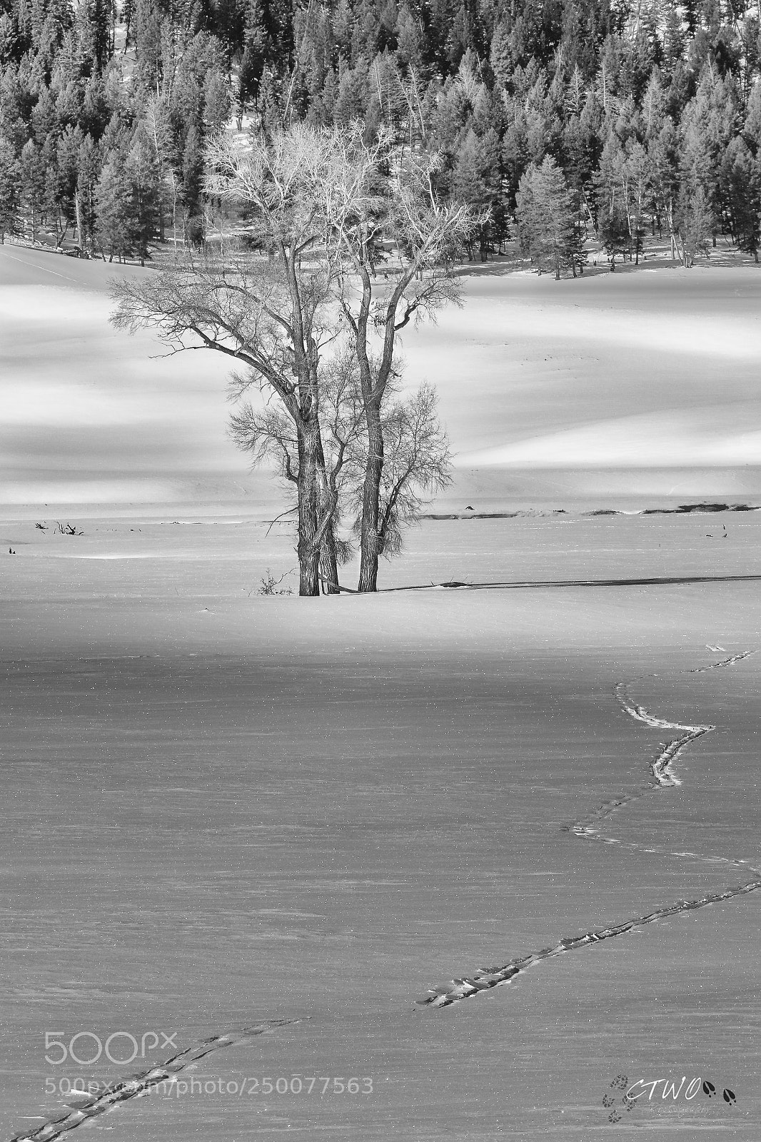 Canon EOS 7D Mark II sample photo. Tree with light play photography