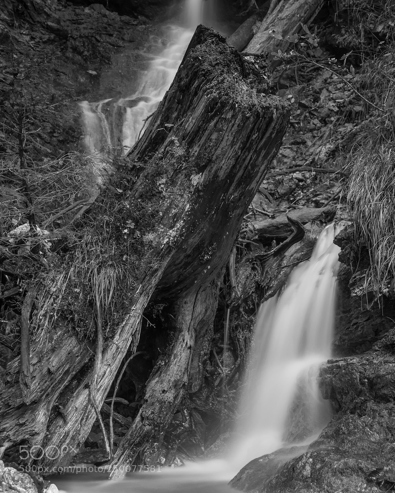 Nikon D7100 sample photo. Hirschbach stump photography