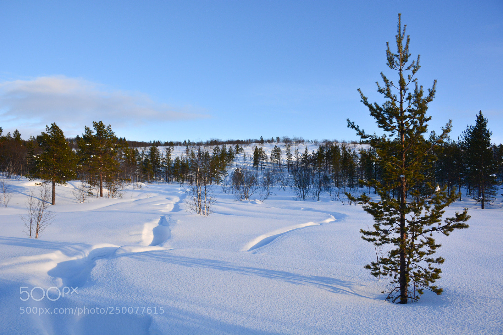 Nikon D5200 sample photo. Весна photography
