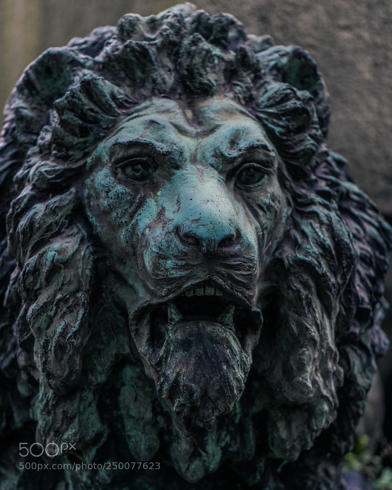 Sony a7R II sample photo. Lion's head photography