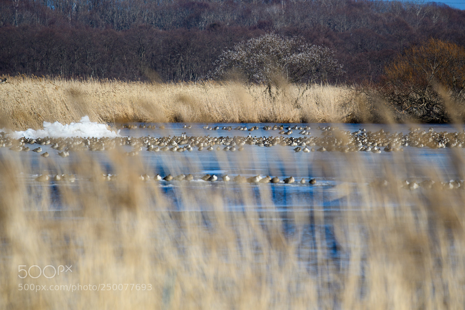 Nikon D500 sample photo. Rest photography