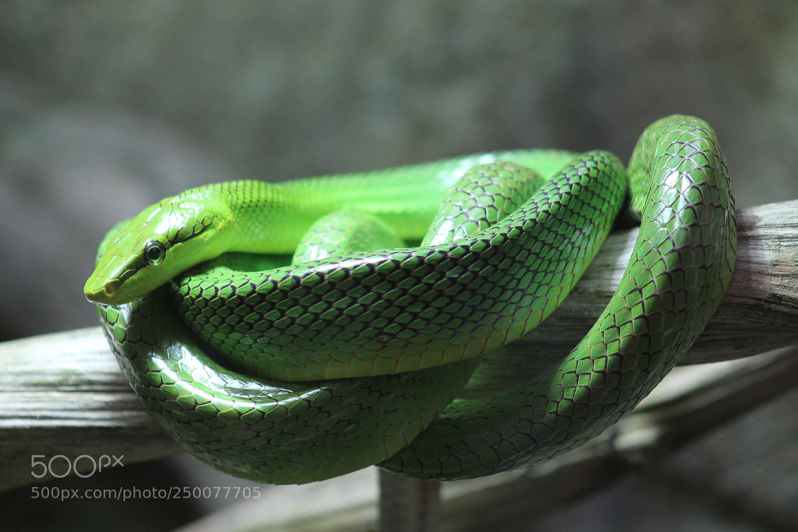 Canon EF 75-300mm f/4-5.6 sample photo. Serpent photography