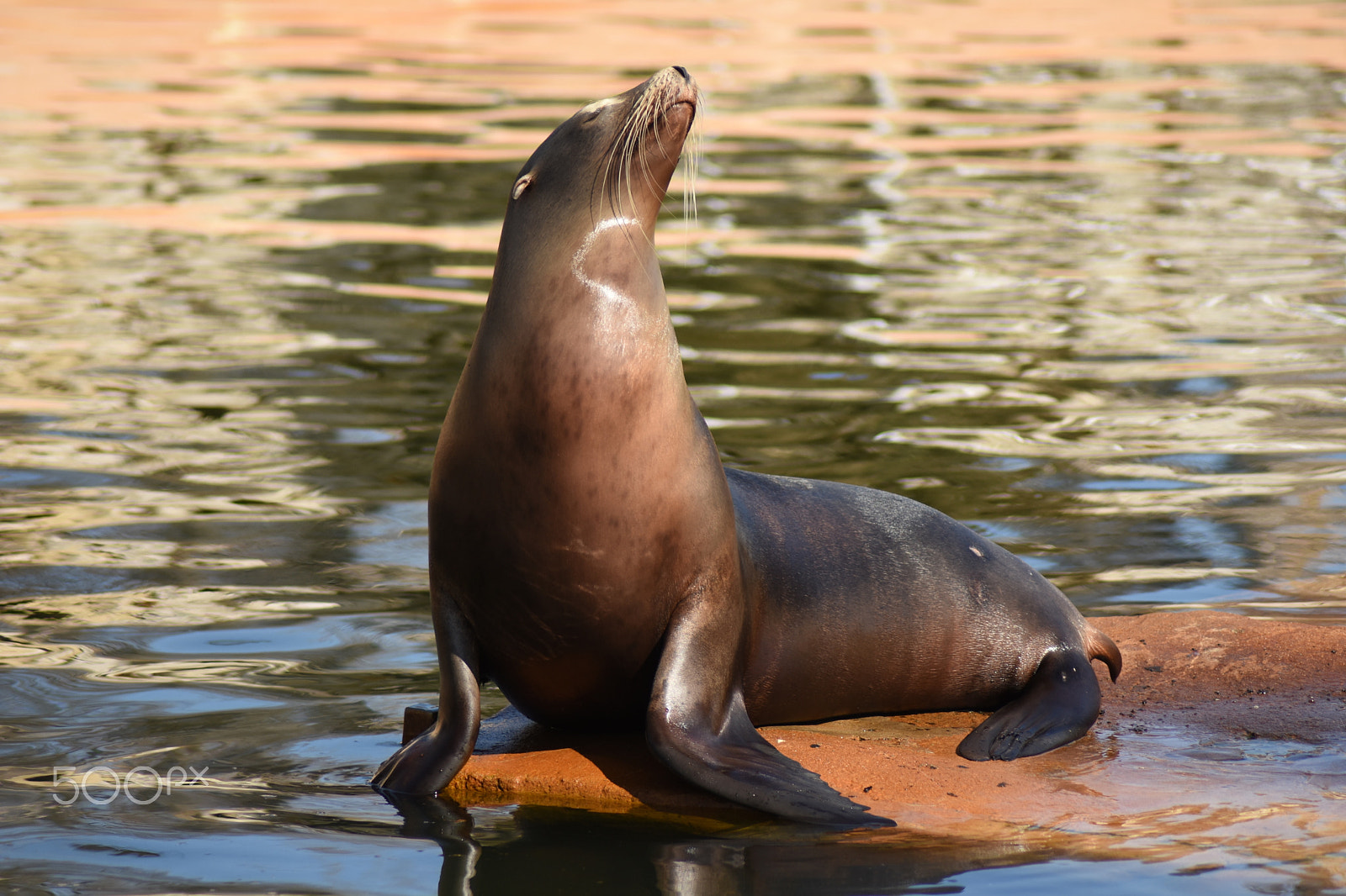 Nikon D7200 + Nikon AF Nikkor 70-300mm F4-5.6G sample photo. A sea lion started posing for me as soon as it saw my camera, perks of being a camera-man. photography