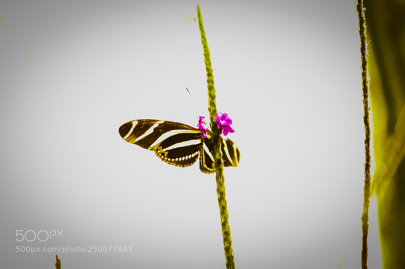 Canon EOS 700D (EOS Rebel T5i / EOS Kiss X7i) sample photo. Mariposa photography