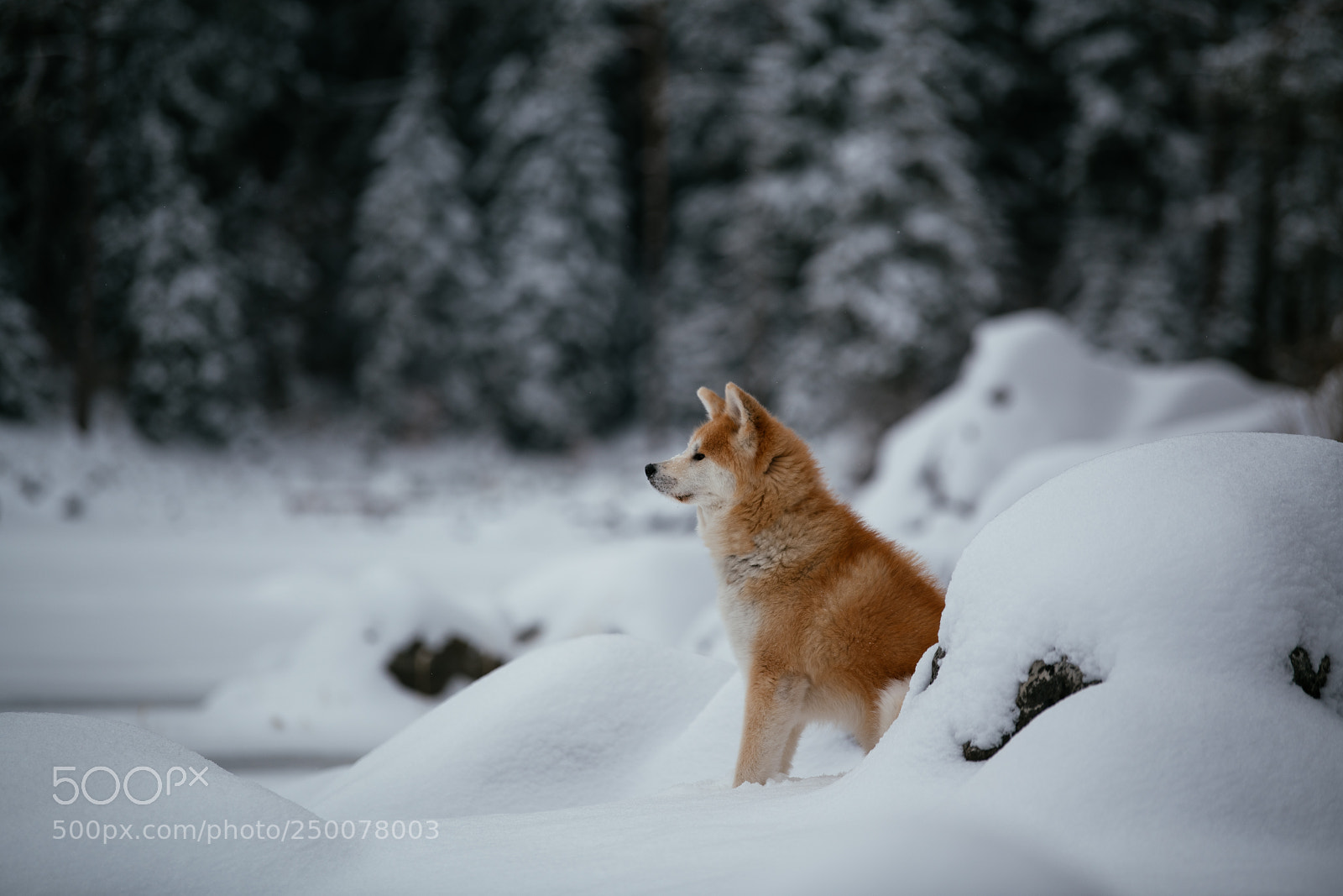 Nikon D850 sample photo. Fresh snow at eibsee photography