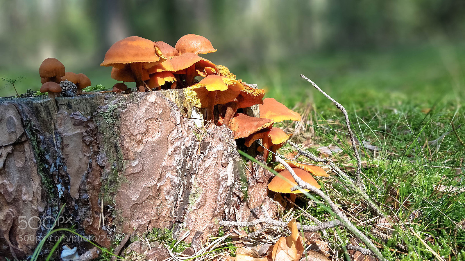 Samsung Galaxy S5 sample photo. Forest in the autumn photography