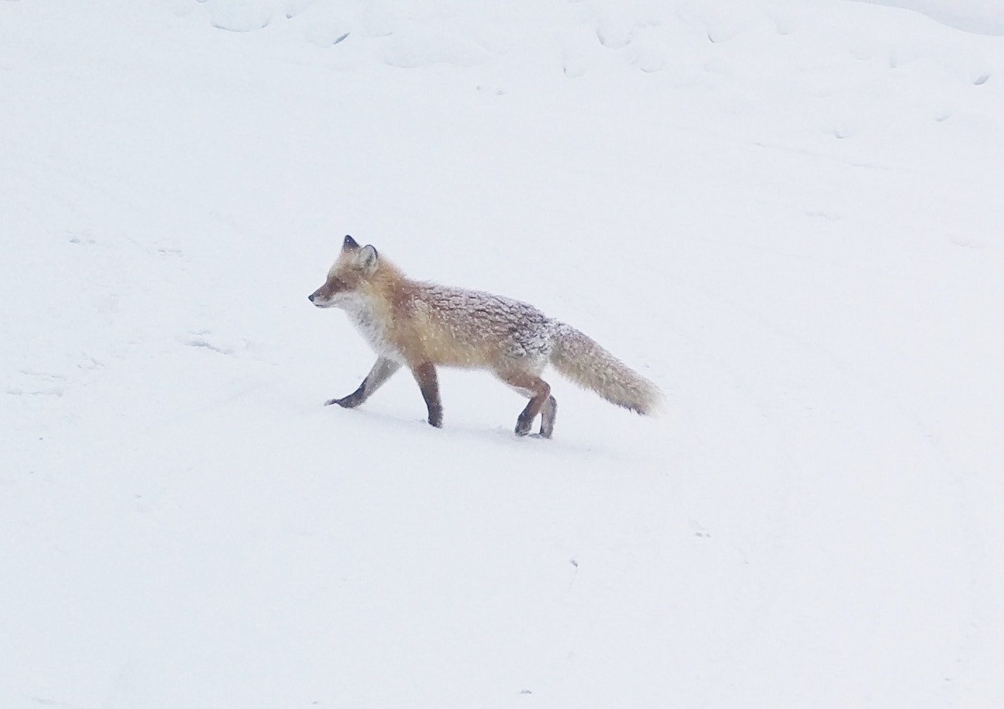 HUAWEI Honor 7 sample photo. Fox photography
