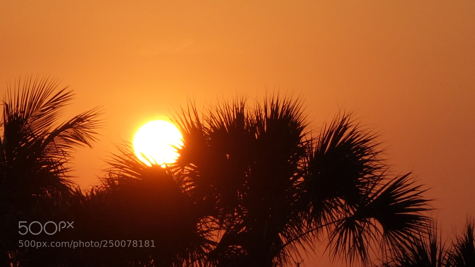 Sony Cyber-shot DSC-RX100 II sample photo. Golden glow from the photography