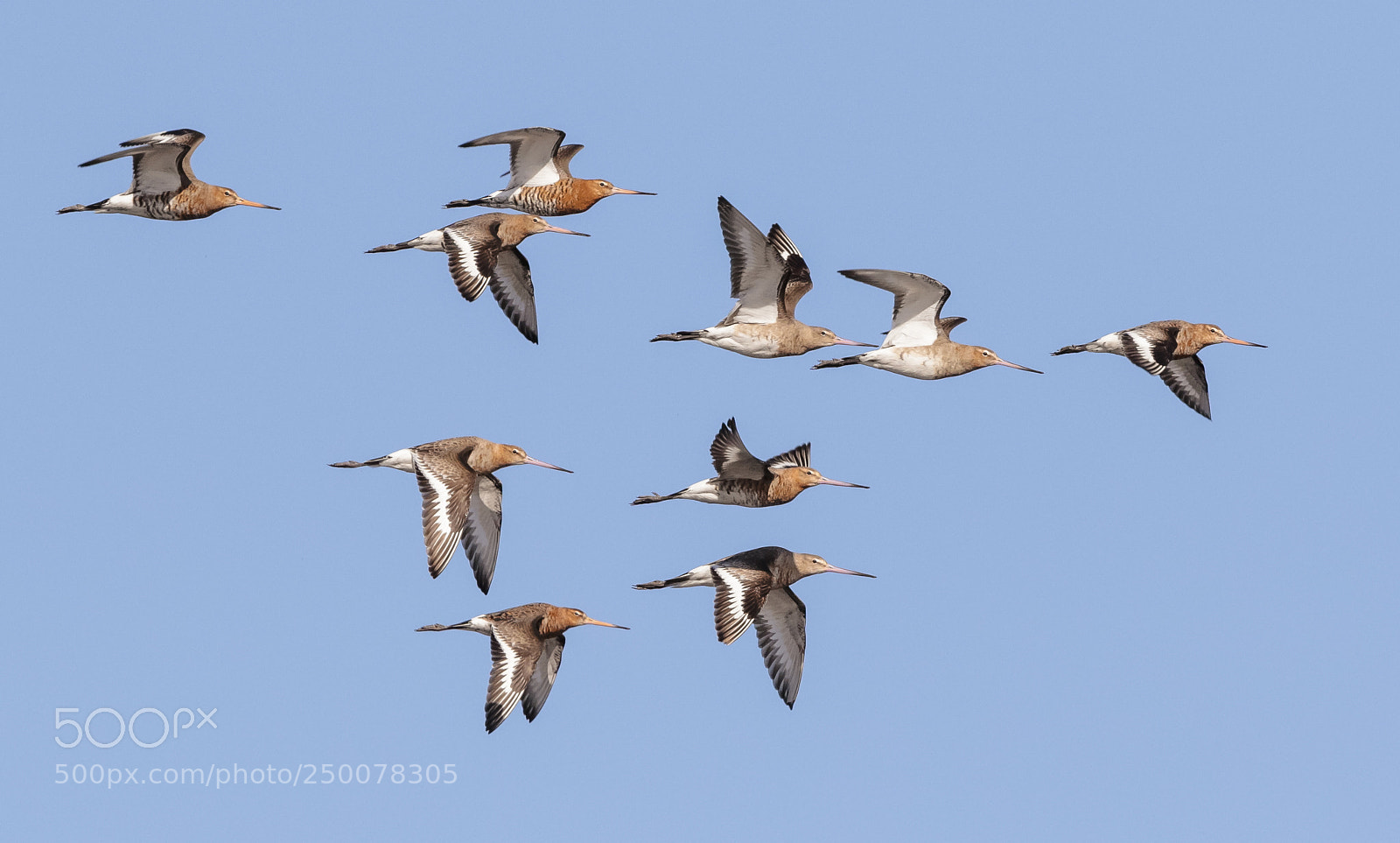 Canon EOS 7D Mark II sample photo. Godwits in flight photography
