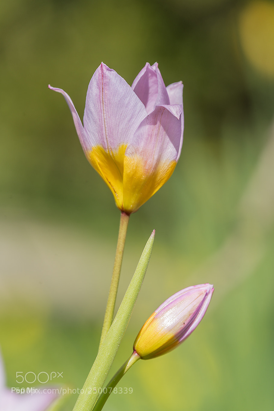 Sony a99 II sample photo. Un tulip n al photography