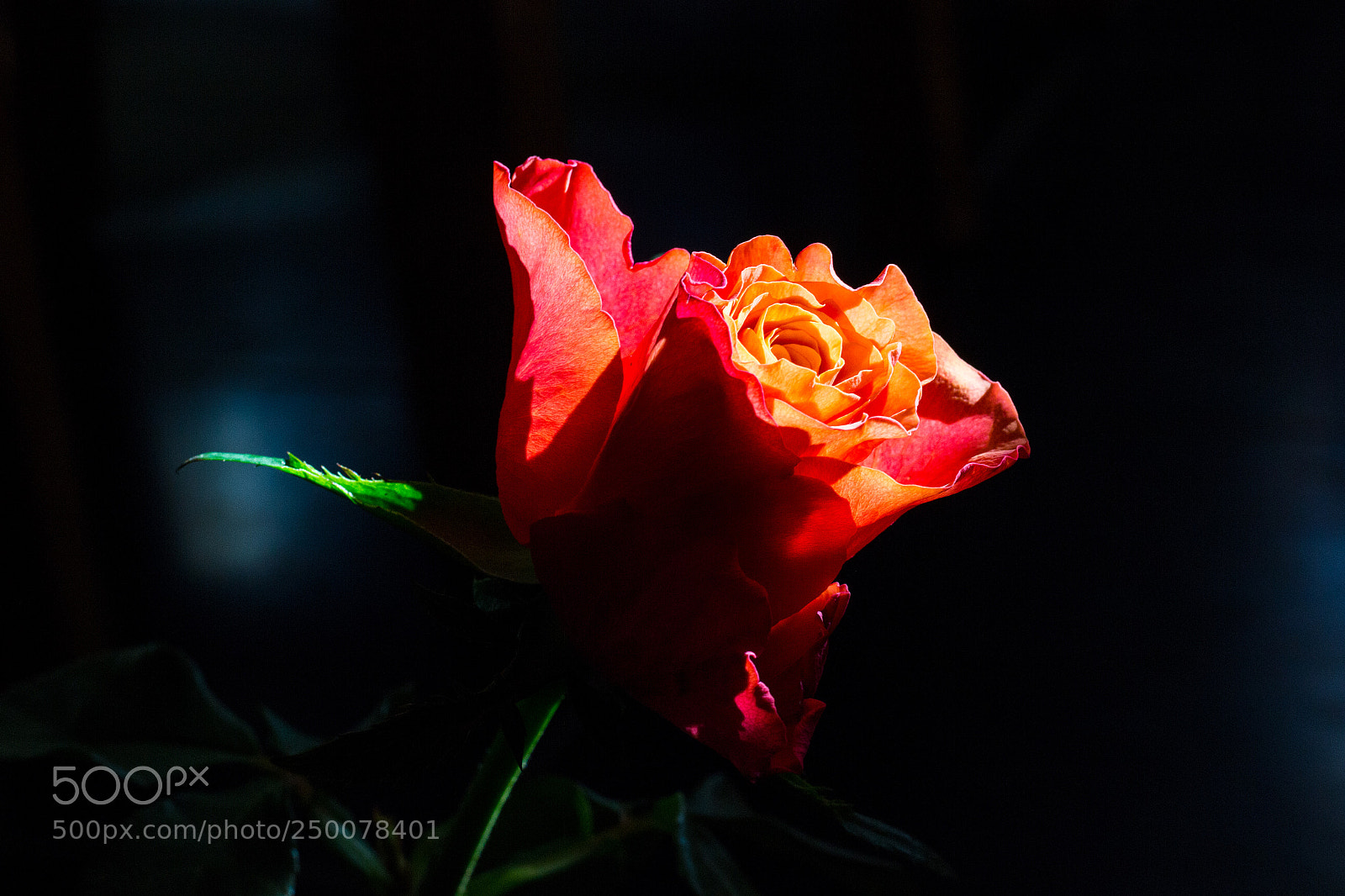 Canon EOS 100D (EOS Rebel SL1 / EOS Kiss X7) sample photo. A rose photography