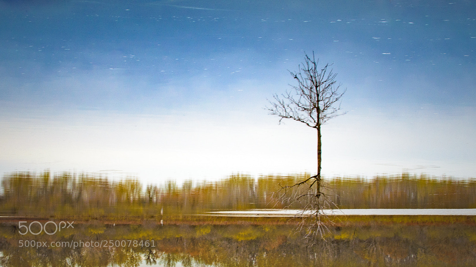 Nikon D5100 sample photo. Tree 003 photography