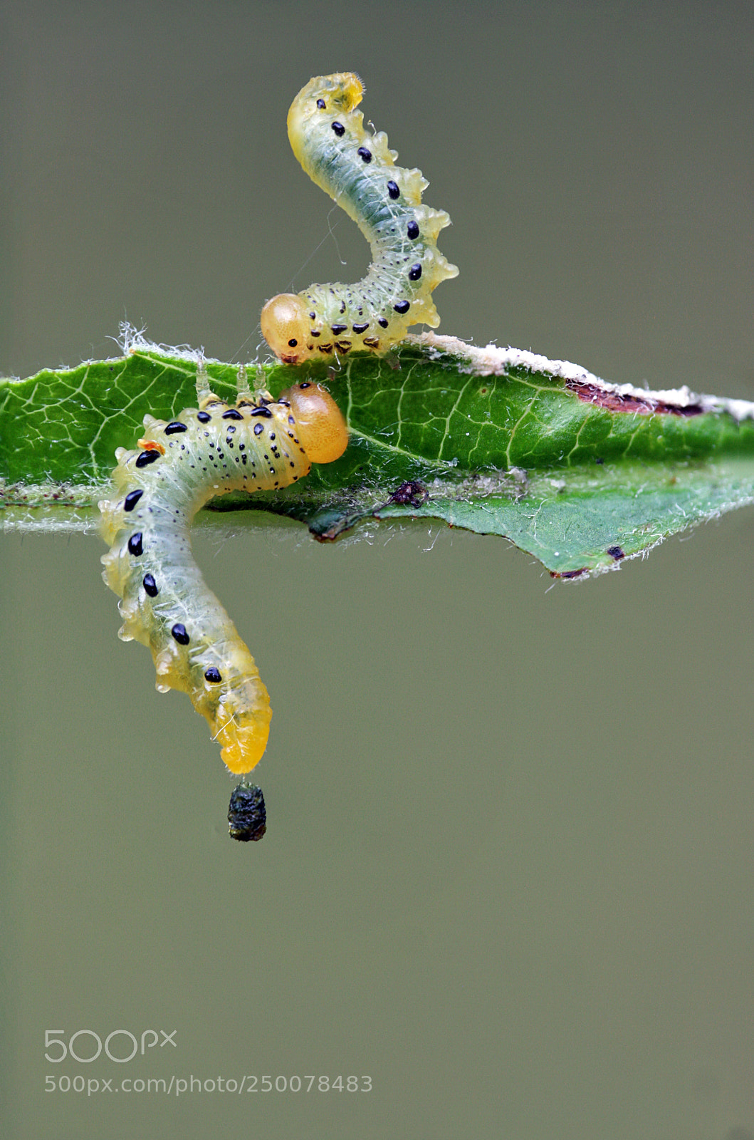 Canon EOS 40D sample photo. Pristiphora maesta photography