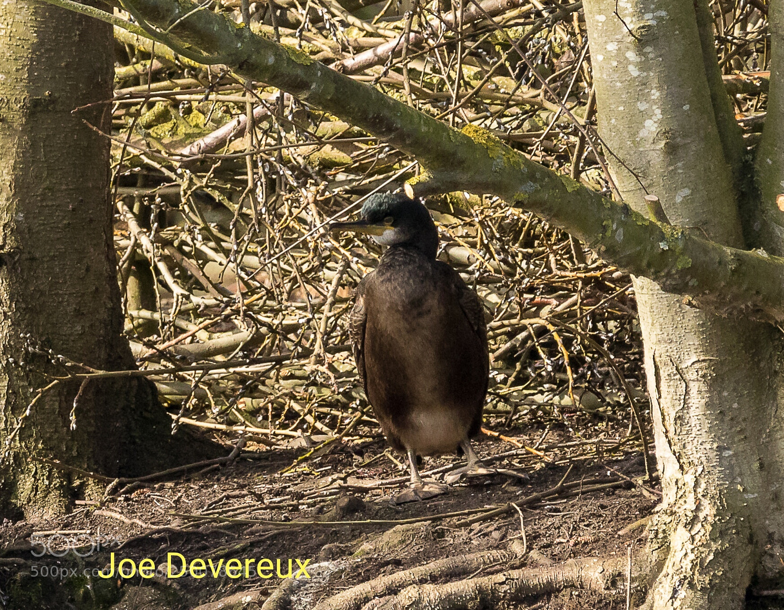 Canon EOS 7D Mark II sample photo. Juvenile european shag photography