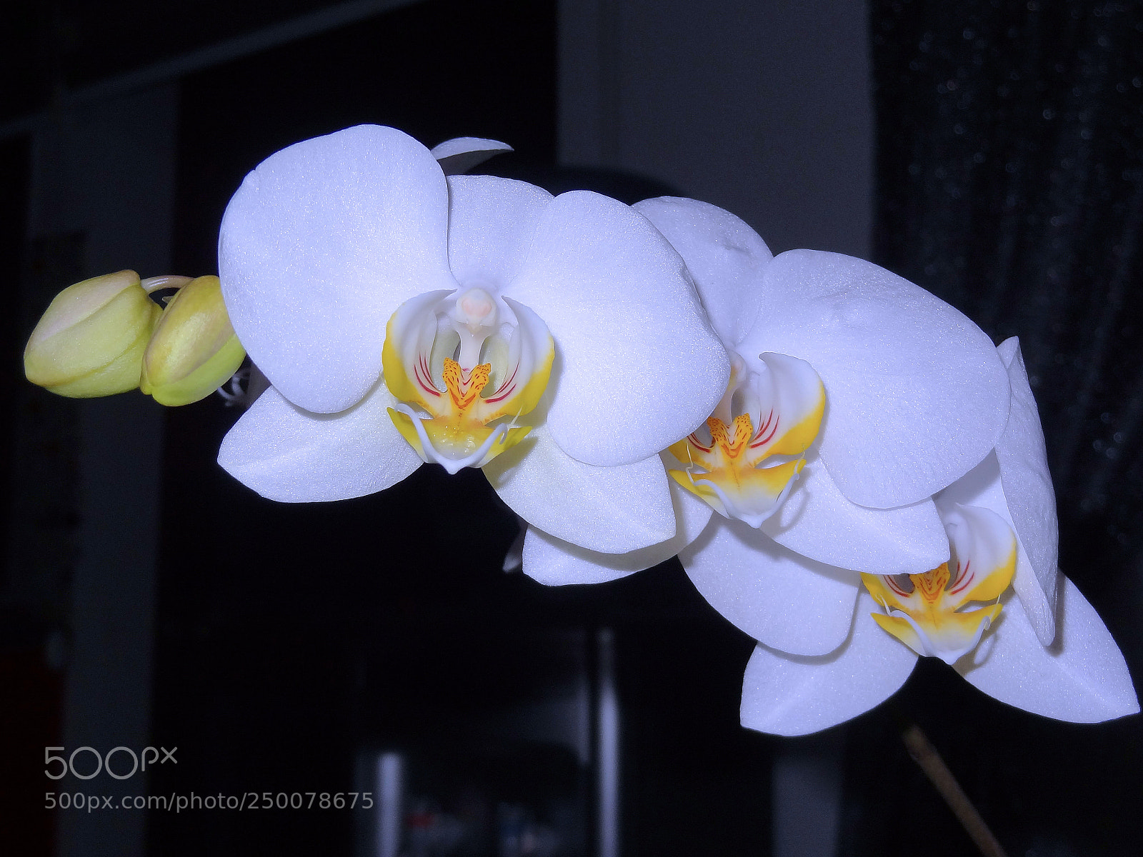 Sony Cyber-shot DSC-HX9V sample photo. Orchid photography