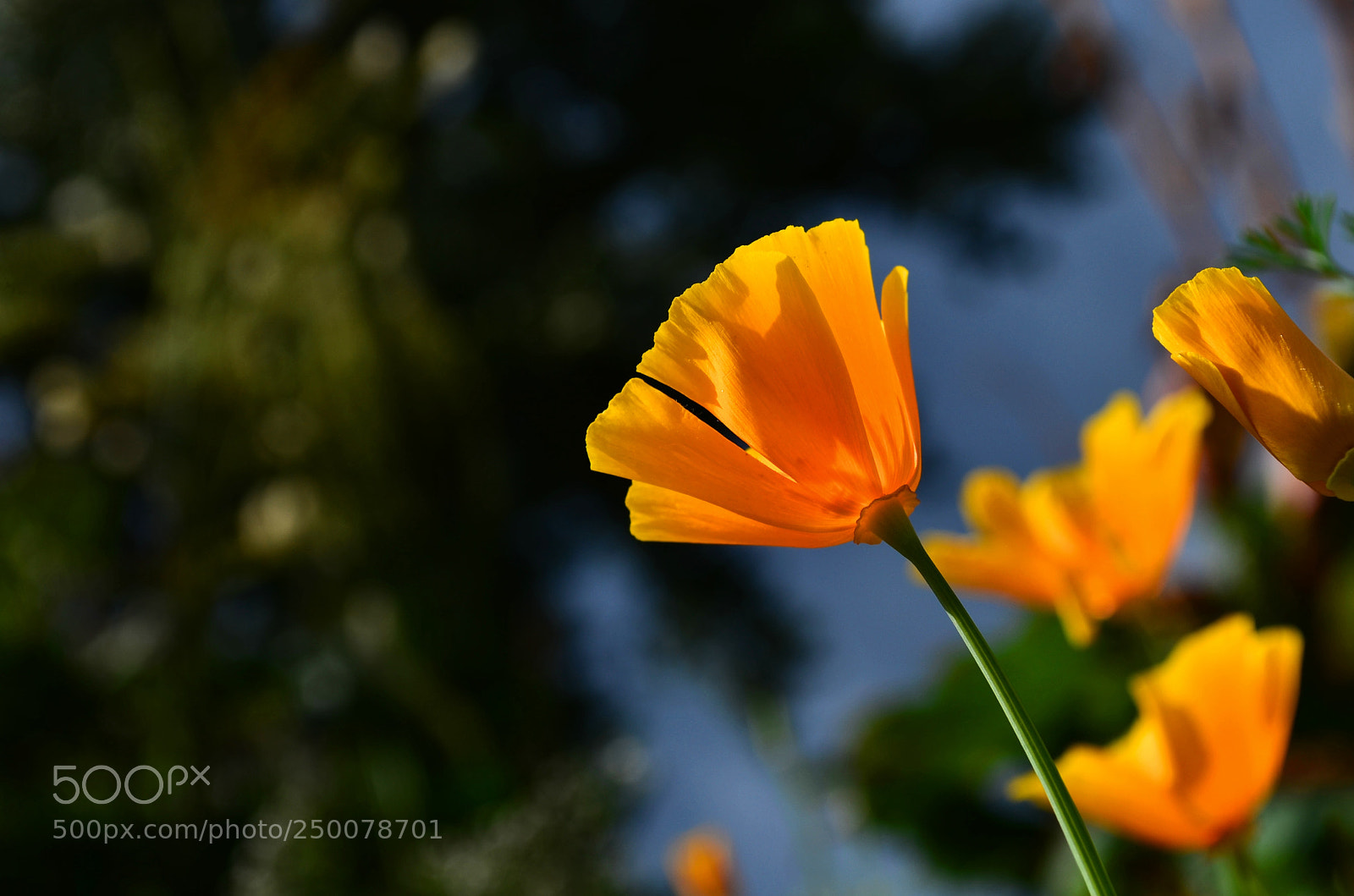Nikon D5100 sample photo. Eschscholzia californica photography