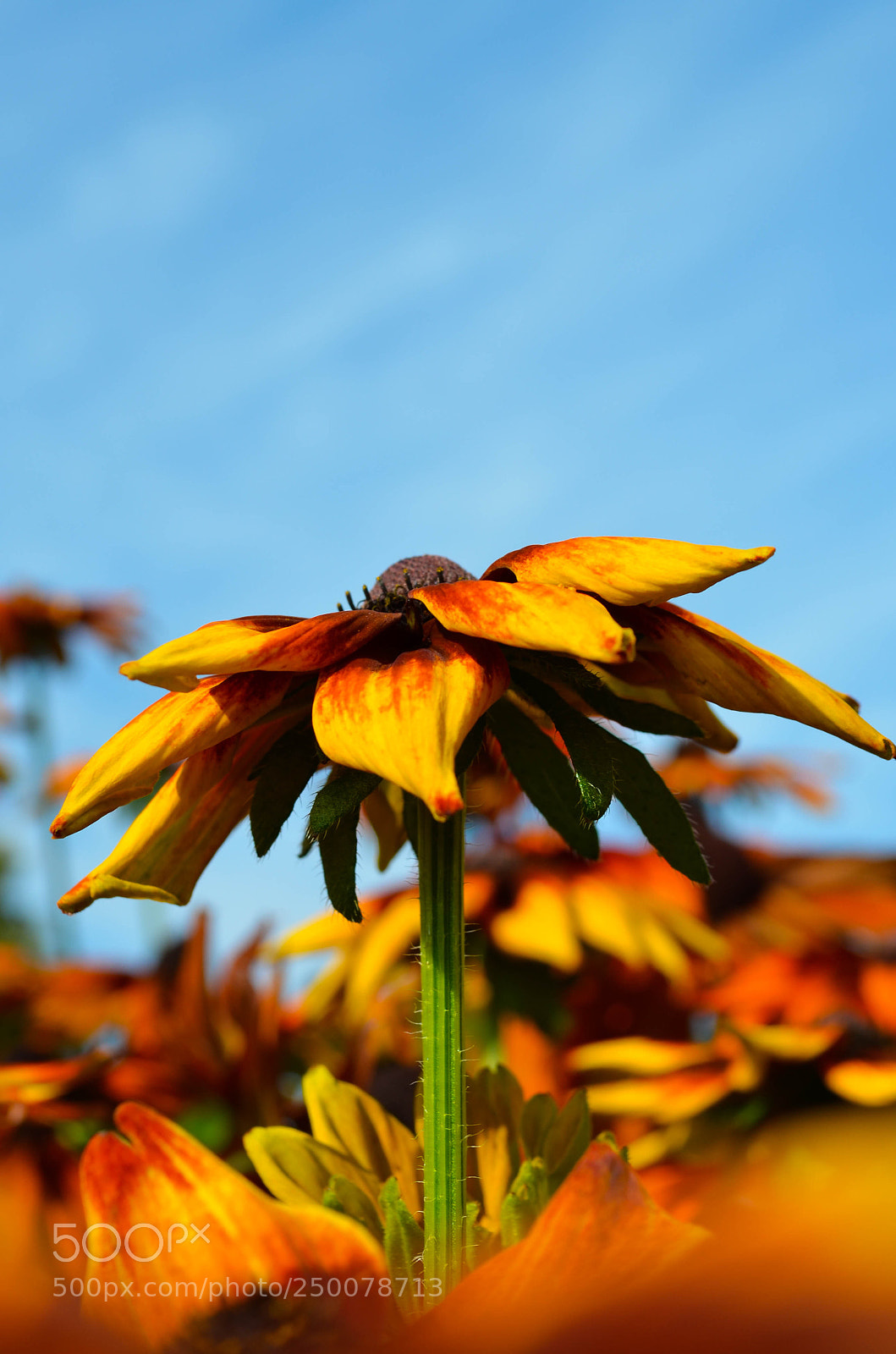 Nikon D5100 sample photo. Untitled photography