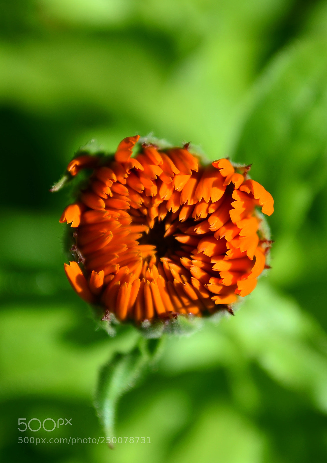 Nikon D5100 sample photo. Calendula officinalis photography