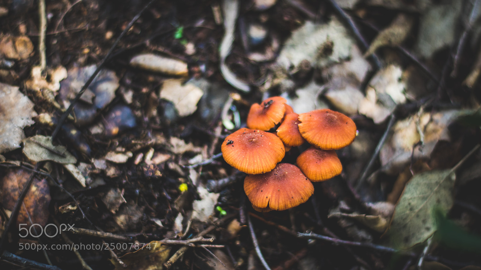 Canon EOS 750D (EOS Rebel T6i / EOS Kiss X8i) sample photo. "mushrooms mushrooms" photography