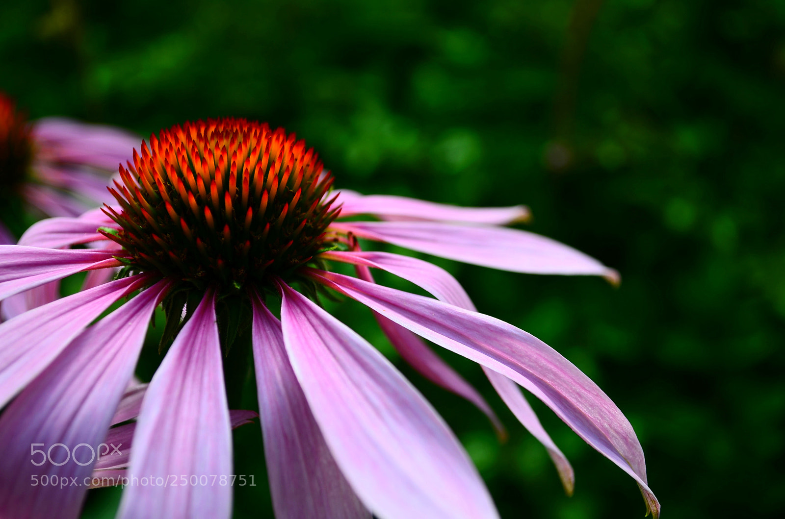 Nikon D5100 sample photo. Echinacea purpurea photography