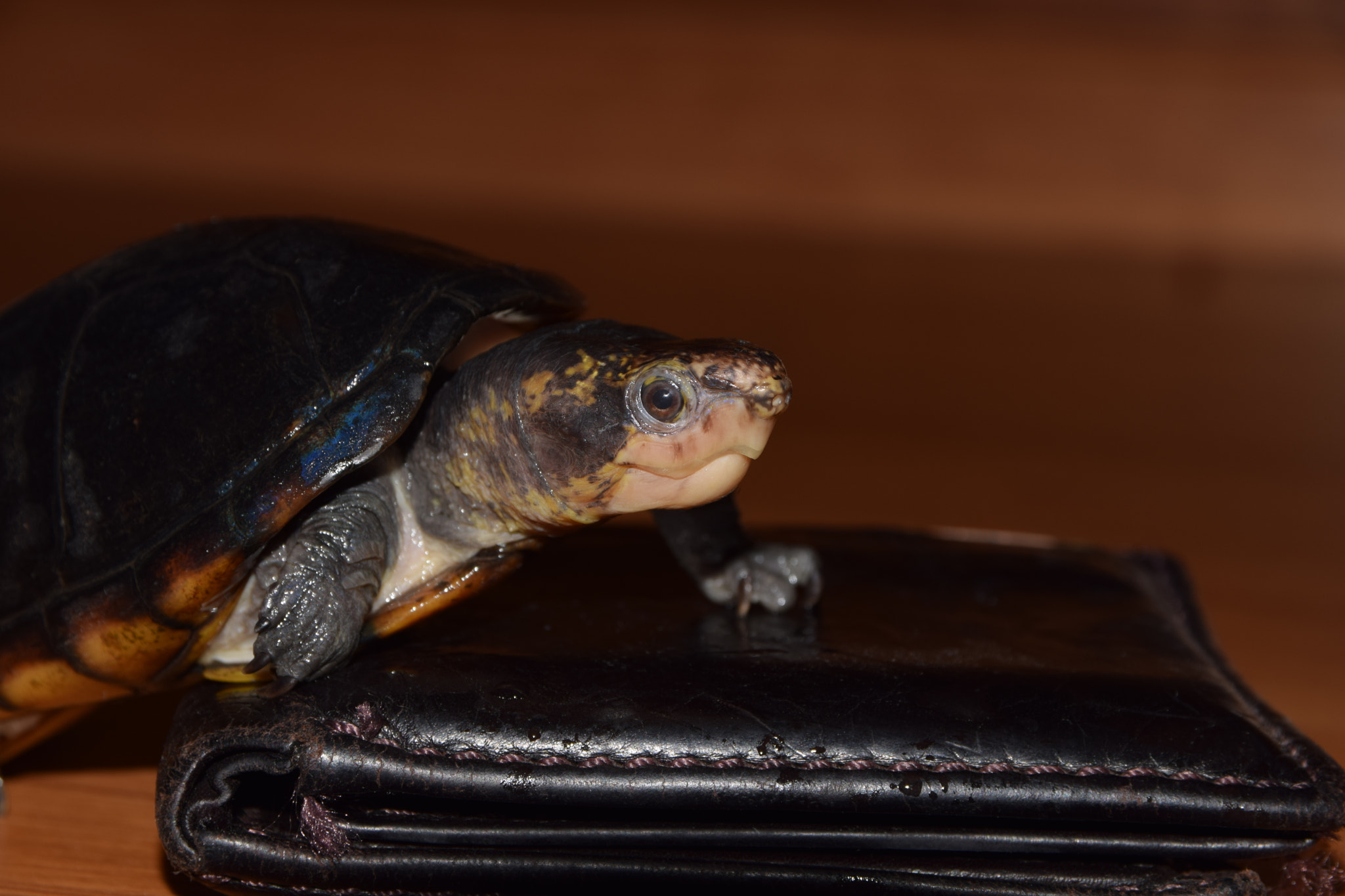 Nikon D3300 + Sigma 17-70mm F2.8-4 DC Macro OS HSM | C sample photo. Smaug and his "gold" photography