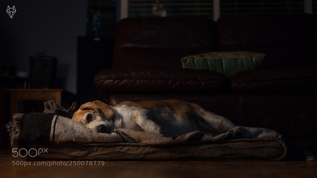 Nikon D610 sample photo. Protecting his dreams photography