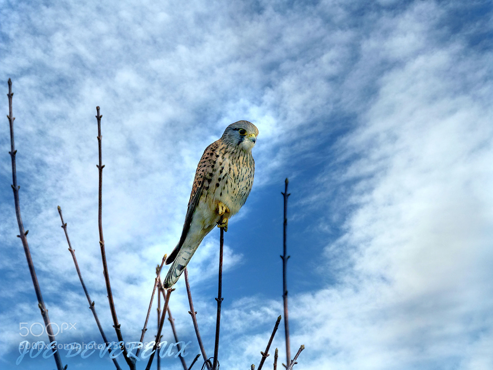 Canon EOS 7D Mark II sample photo. Kestrel photography