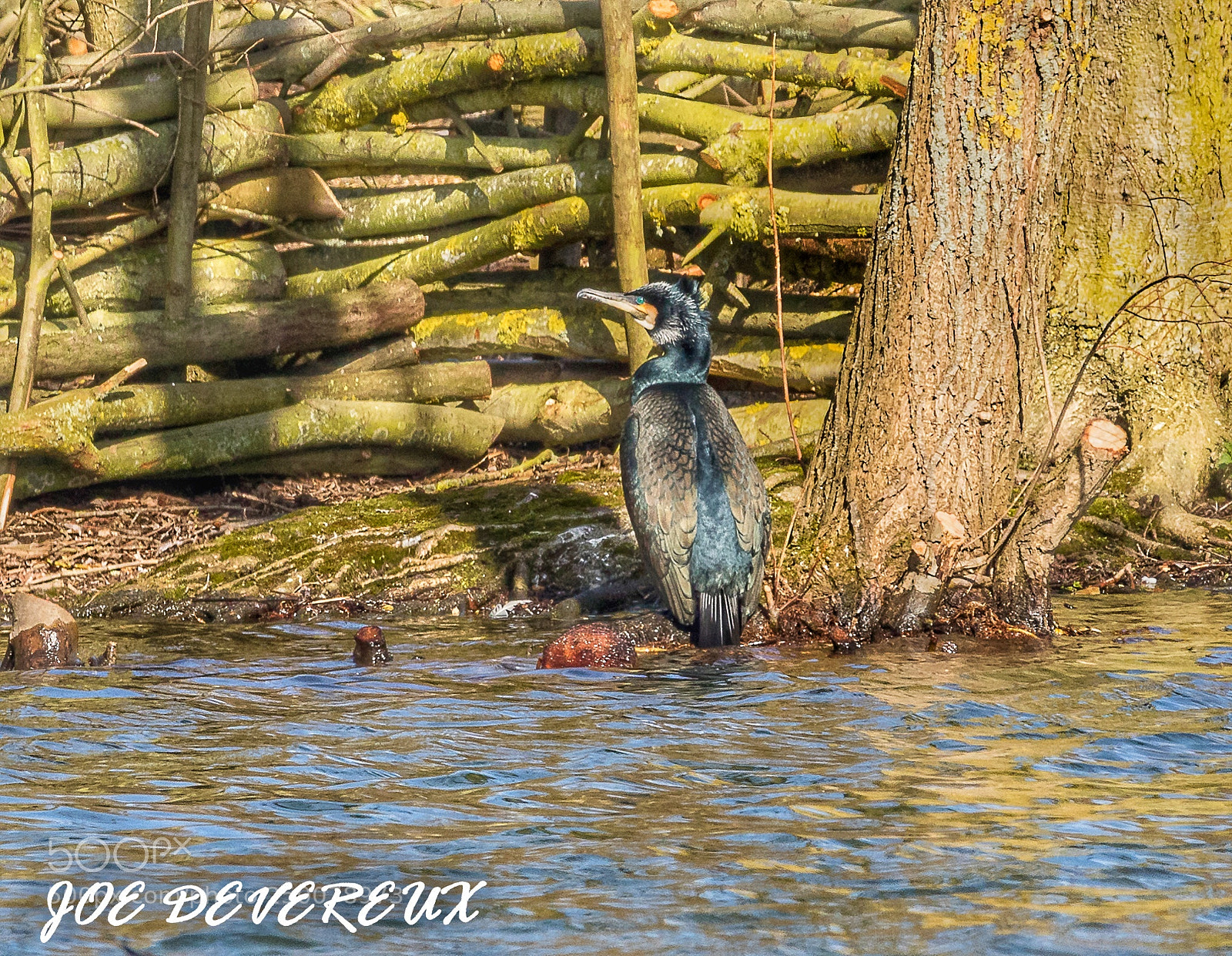Canon EOS 7D Mark II sample photo. Cormorant photography