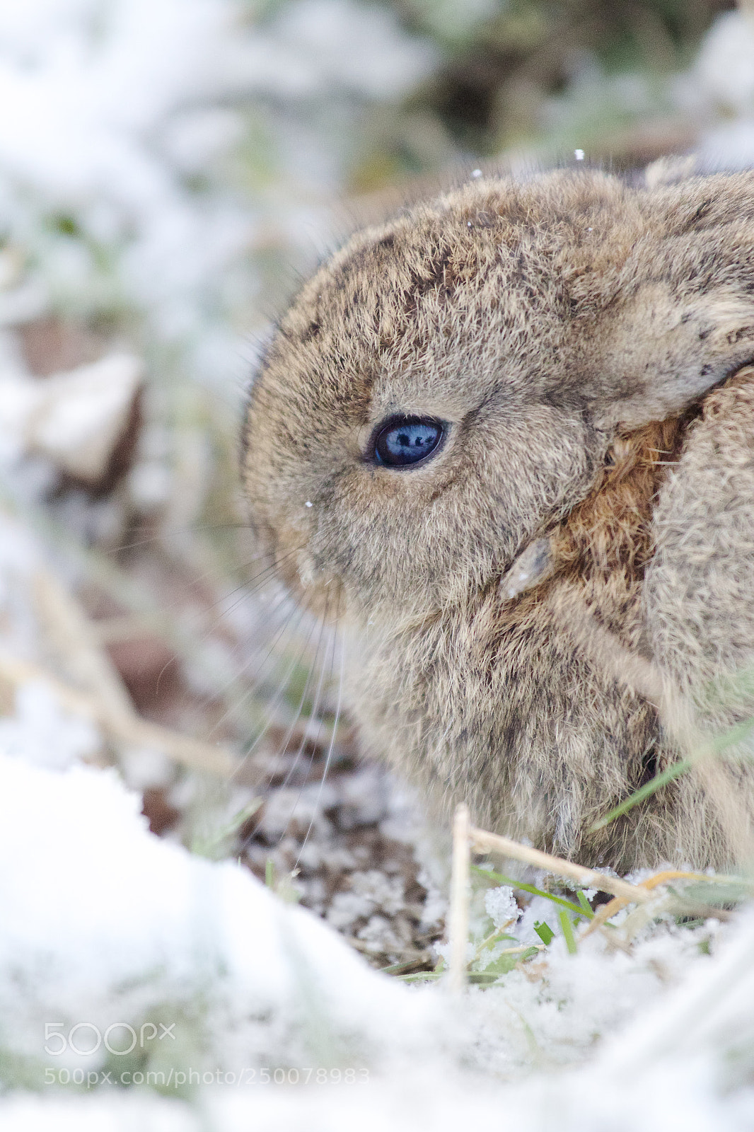 Canon EOS 70D sample photo. Rabbit in snow photography