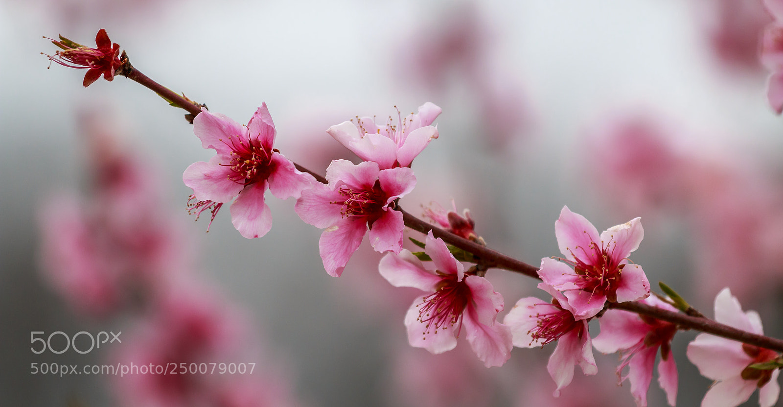 Canon EOS 70D sample photo. Spring photography