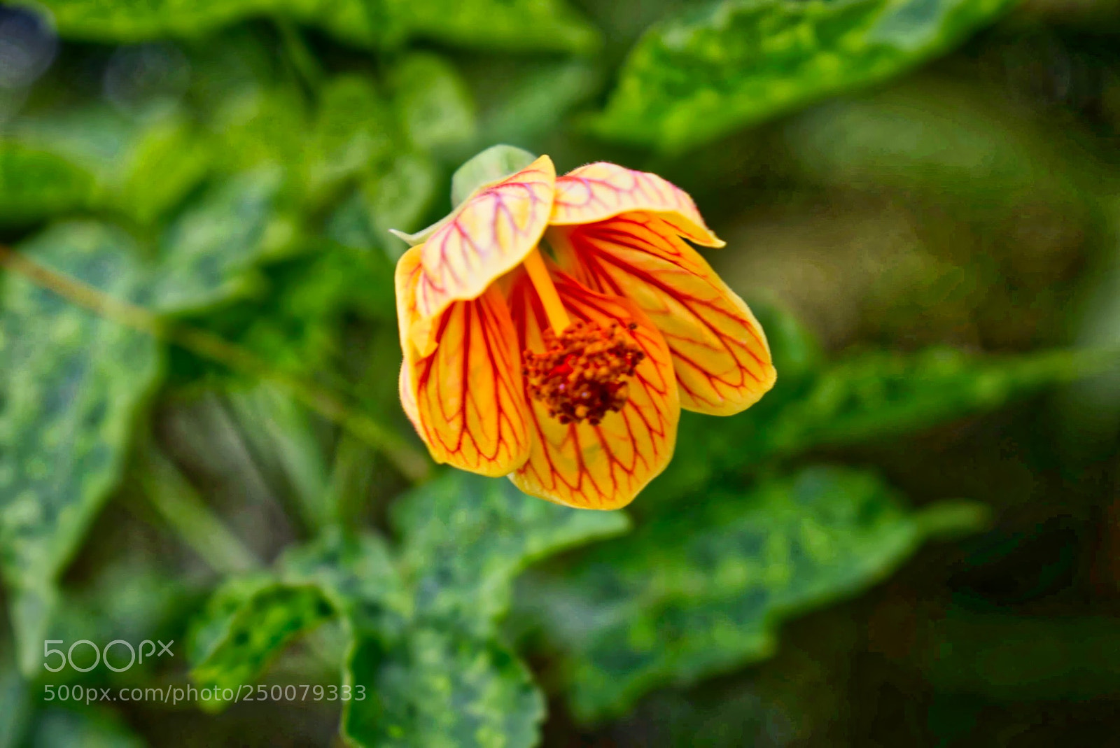 Nikon D5300 sample photo. ʻilima blossom in bloom photography