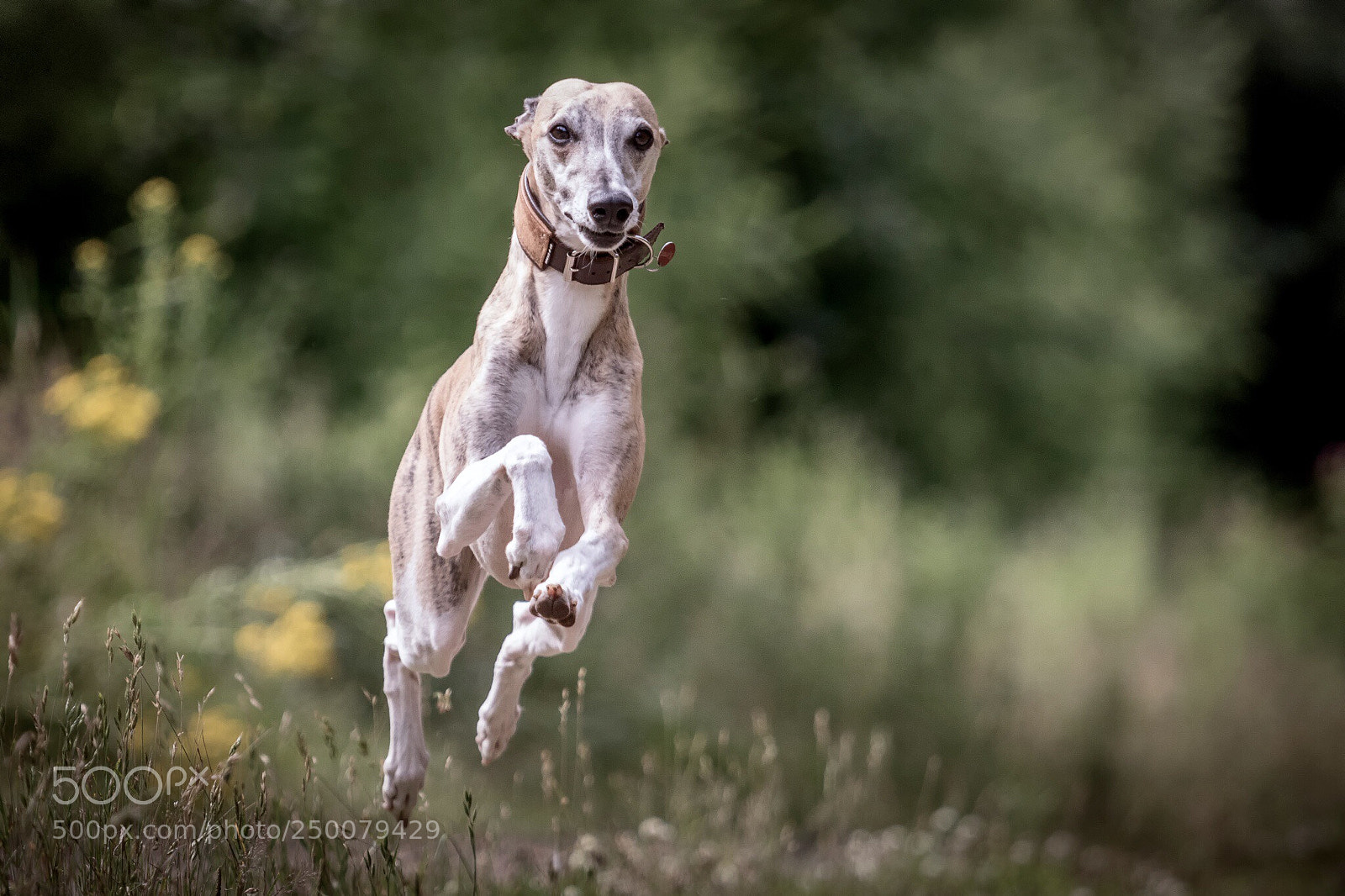 Canon EOS 7D Mark II sample photo. Whippet photography