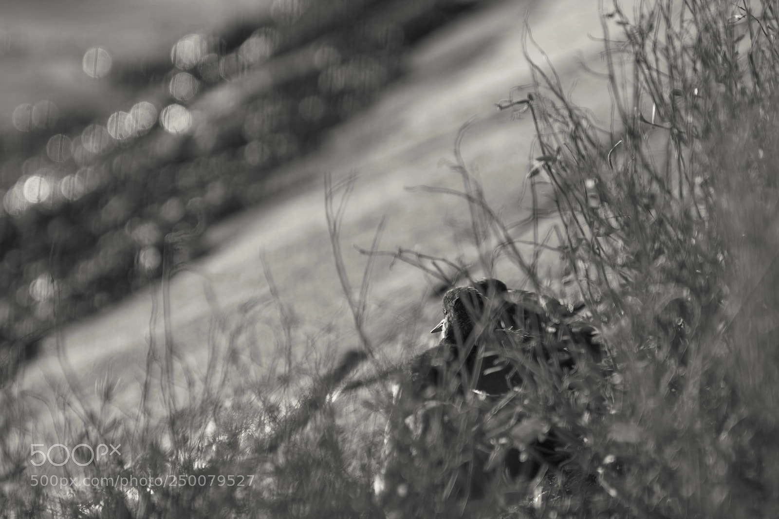 Nikon D7100 sample photo. Hiding photography
