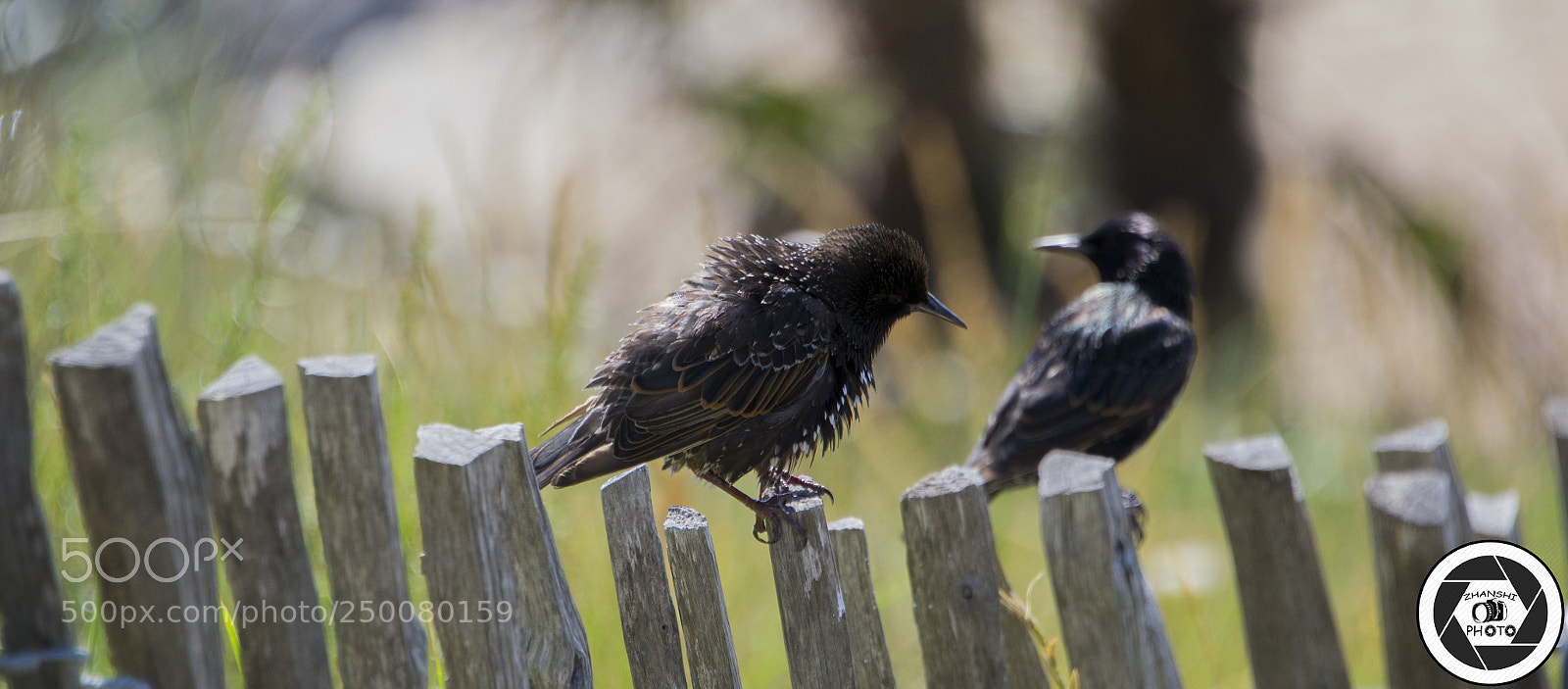 Nikon D3100 sample photo. Birds photography