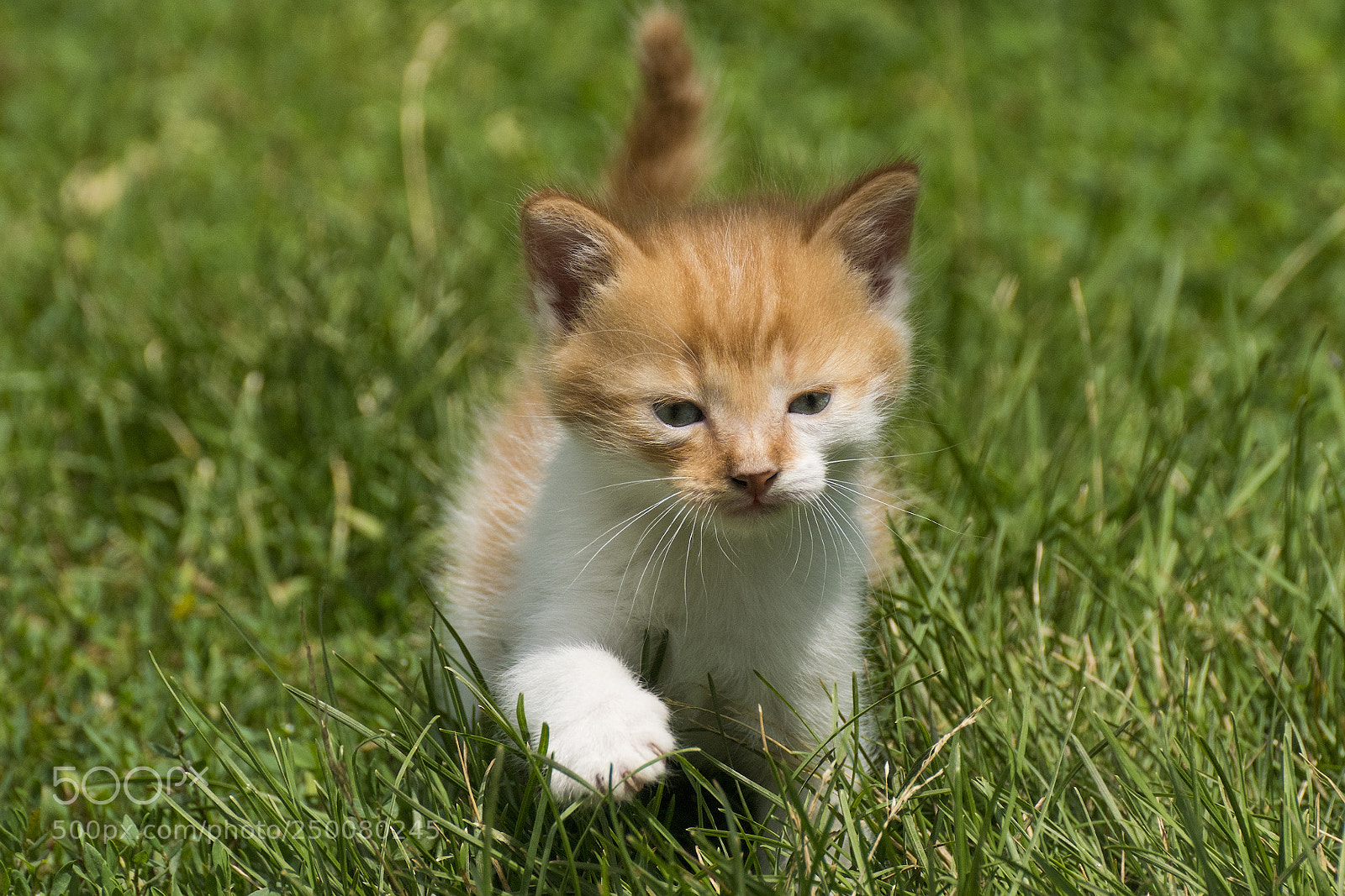 Sony ILCA-77M2 sample photo. Young kitty first time photography